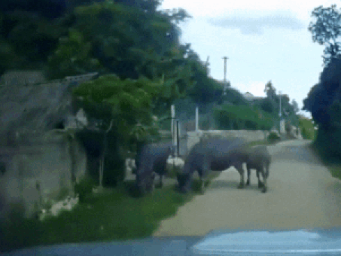 Vượt ôtô để chạy trước, xe máy tông phải đàn trâu đang sang đường