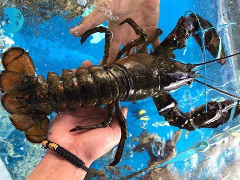 Vì sao cua hoàng đế, tôm hùm Alaska ồ ạt về Việt Nam với giá rẻ?-3