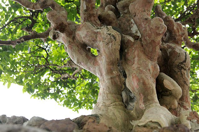 Bằng lăng hình nấm khổng lồ giá hàng tỷ của đại gia Phú Thọ-12