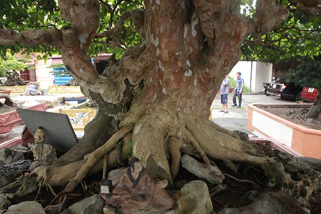 Bằng lăng hình nấm khổng lồ giá hàng tỷ của đại gia Phú Thọ-13