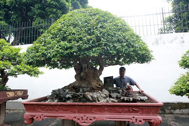 Bằng lăng hình nấm khổng lồ giá hàng tỷ của đại gia Phú Thọ-2