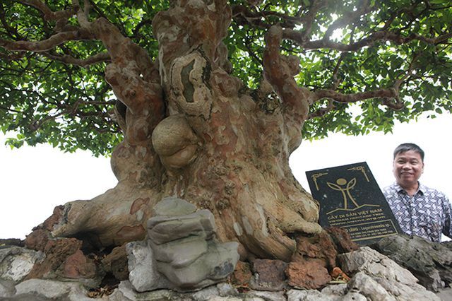 Bằng lăng hình nấm khổng lồ giá hàng tỷ của đại gia Phú Thọ-3