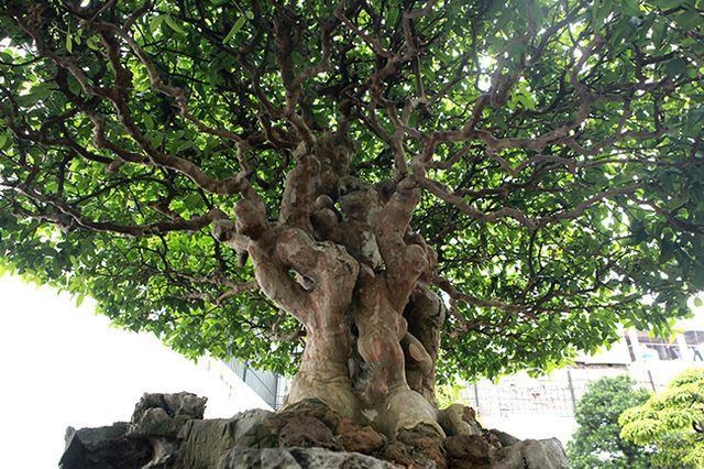 Bằng lăng hình nấm khổng lồ giá hàng tỷ của đại gia Phú Thọ-4