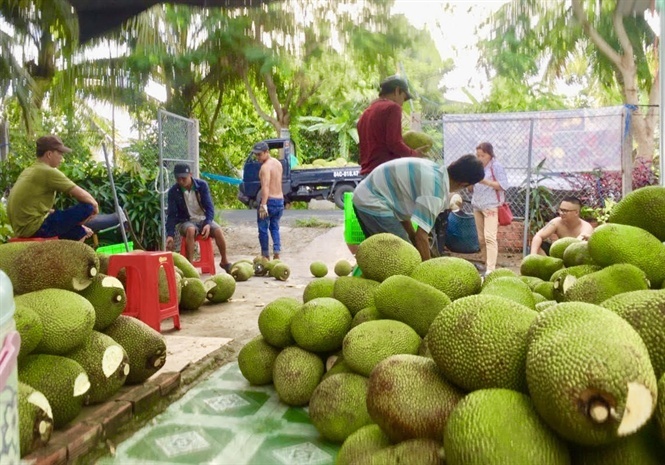 Mít Thái bất ngờ tăng giá 52.000 đồng/kg: Thương lái đổ về vườn tranh mua-1