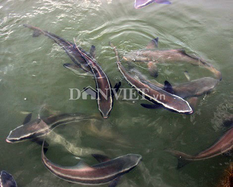 5.000 con cá bớp ở đầm Cù Mông hễ thấy người là nhõng nhẽo đòi ăn-9