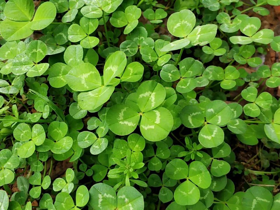 Gốc của cây dại gắn với tuổi thơ 8x bỗng có giá đắt bất ngờ-1