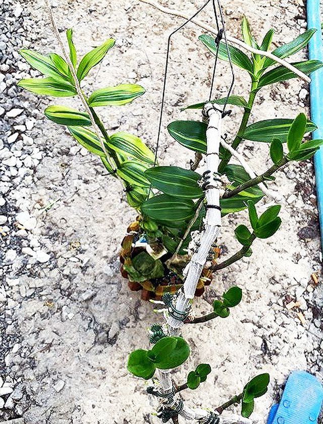 Người bán chậu lan Giả hạc 5 tỷ phải nộp thuế bao nhiêu?-1