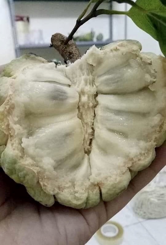 Trồng thứ quả tưởng không còn ai ăn, bất ngờ thu lãi 700 triệu-1