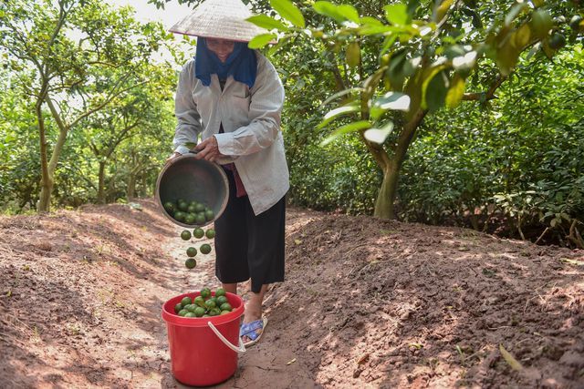 Đột nhập vườn chanh tứ quý trồng trên gốc bưởi, thu về 5 tỷ đồng/năm-10
