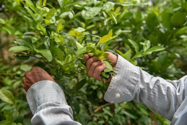 Đột nhập vườn chanh tứ quý trồng trên gốc bưởi, thu về 5 tỷ đồng/năm-11