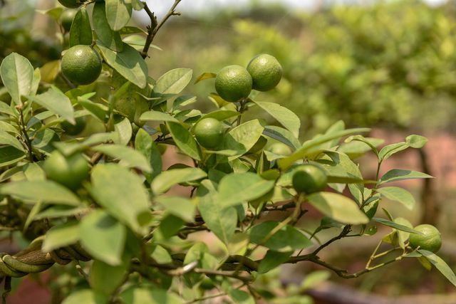 Đột nhập vườn chanh tứ quý trồng trên gốc bưởi, thu về 5 tỷ đồng/năm-13