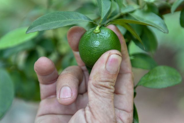 Đột nhập vườn chanh tứ quý trồng trên gốc bưởi, thu về 5 tỷ đồng/năm-5