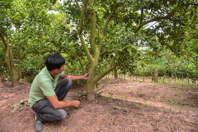 Đột nhập vườn chanh tứ quý trồng trên gốc bưởi, thu về 5 tỷ đồng/năm-7