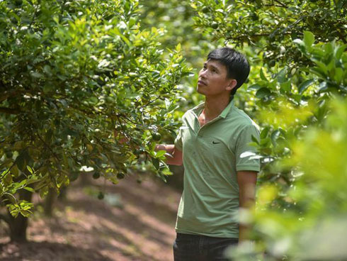 Thứ cho không ai lấy của quả bưởi thực ra chống được ung thư, giảm cân nhanh, trị bách bệnh-6