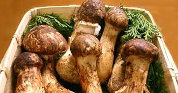 Mùa ăn chay bàng hoàng với những cây nấm giá khoảng 5 chỉ vàng/kg-1