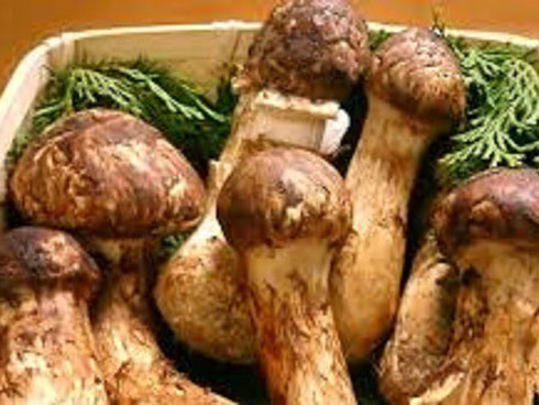 Loại hoa thường cắt bỏ đi sấy khô thành đặc sản 1,5 triệu/kg-5