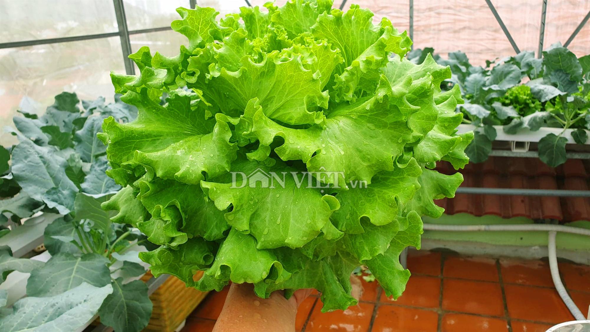 Vườn toàn rau siêu khổng lồ trên sân thượng 35m2 của bố đảm Nha Trang-3