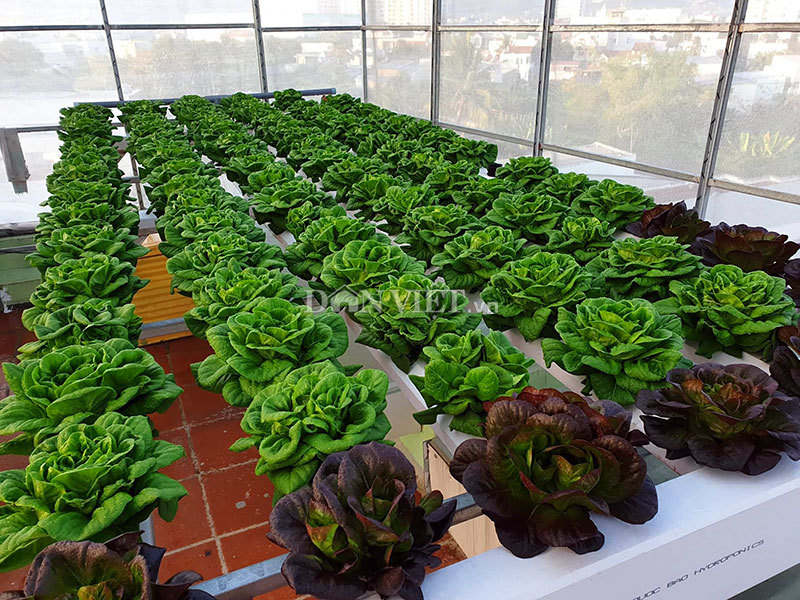 Vườn toàn rau siêu khổng lồ trên sân thượng 35m2 của bố đảm Nha Trang-5
