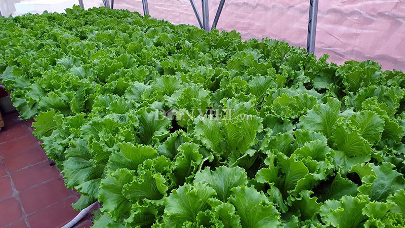 Vườn toàn rau siêu khổng lồ trên sân thượng 35m2 của bố đảm Nha Trang-7