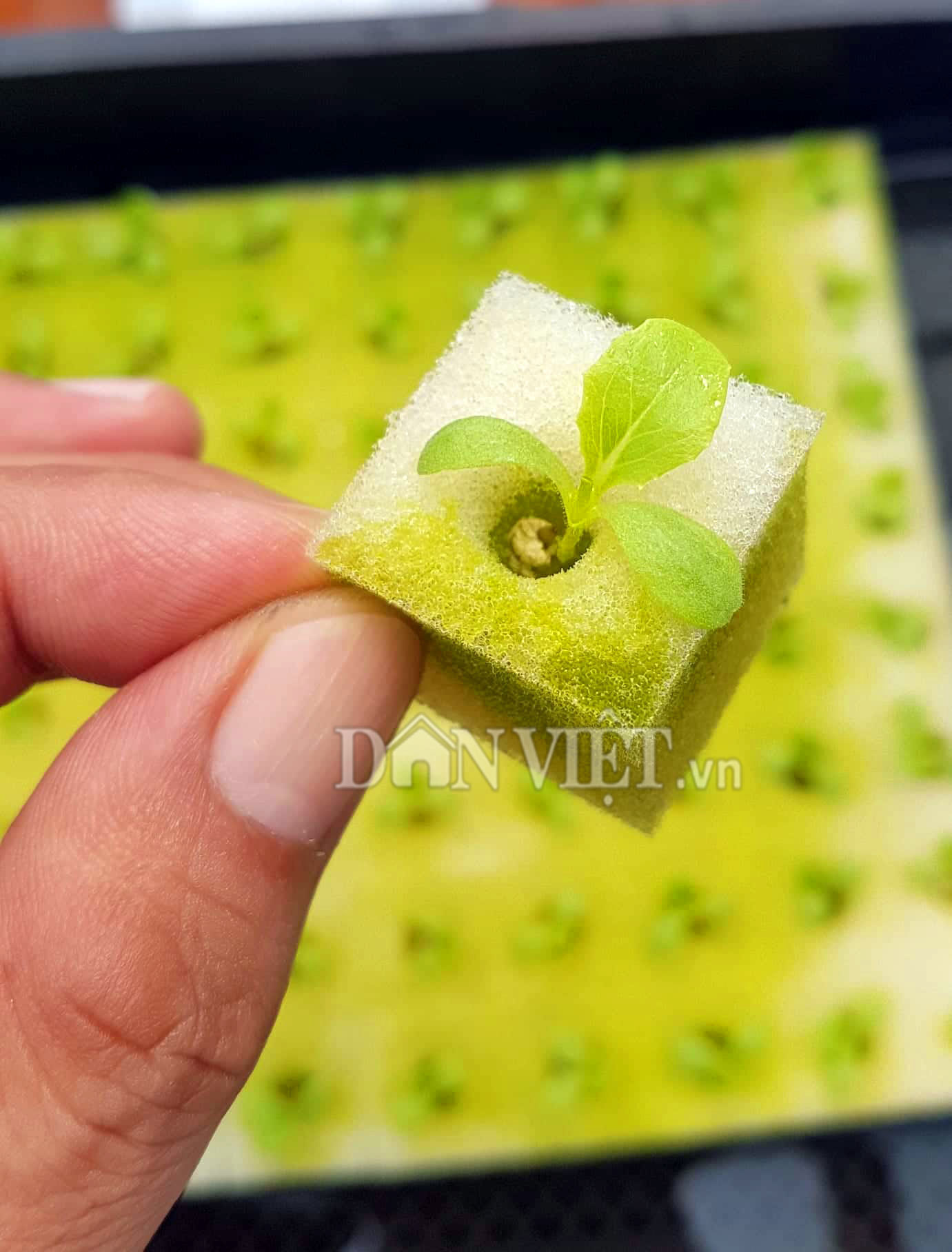 Vườn toàn rau siêu khổng lồ trên sân thượng 35m2 của bố đảm Nha Trang-8