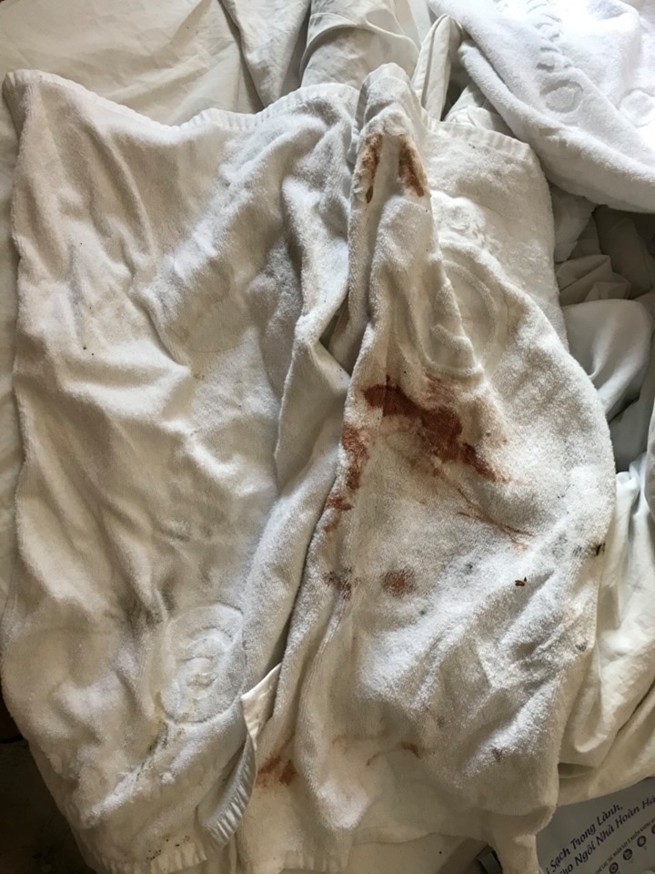 Cặp đôi lén lút mang chó vào khách sạn, ra về để lại căn phòng kinh hãi-3