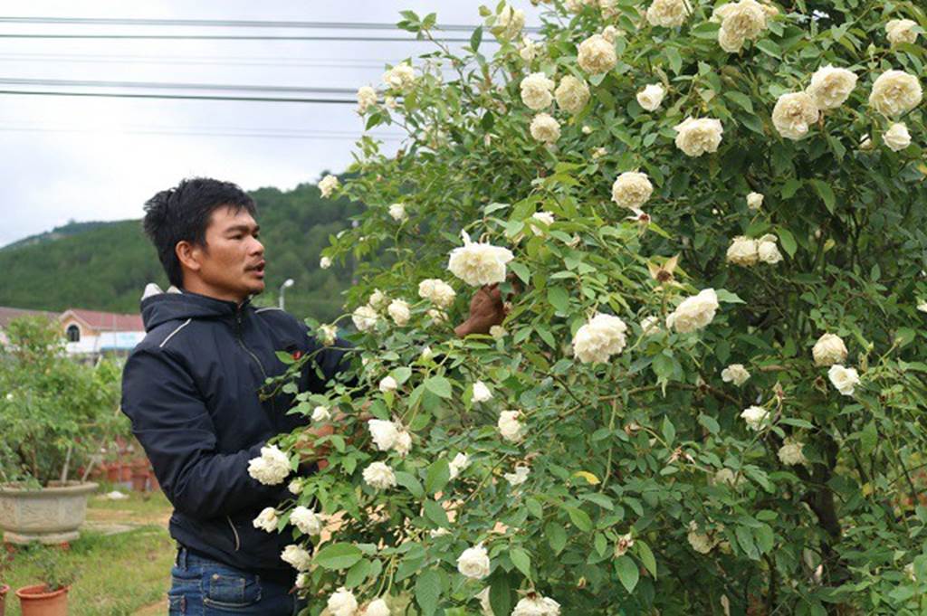 Chàng trai sở hữu vườn hoa hồng có chậu bán đến 150 triệu đồng-1