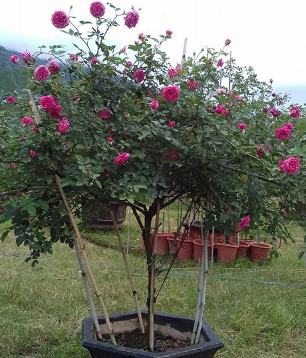 Chàng trai sở hữu vườn hoa hồng có chậu bán đến 150 triệu đồng-5