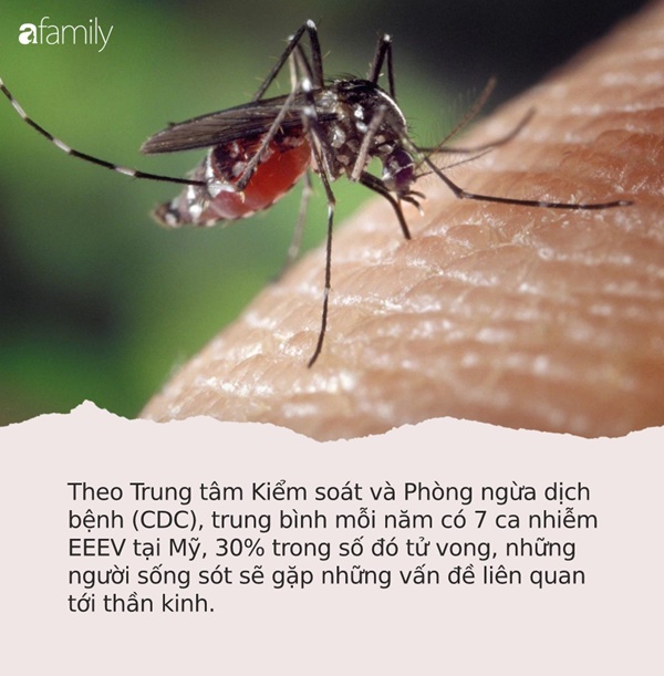 Cảnh báo: Phát hiện loại virus gây sưng màng não lây qua đường muỗi đốt-1