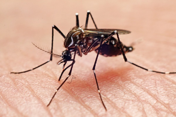 Cảnh báo: Phát hiện loại virus gây sưng màng não lây qua đường muỗi đốt-2
