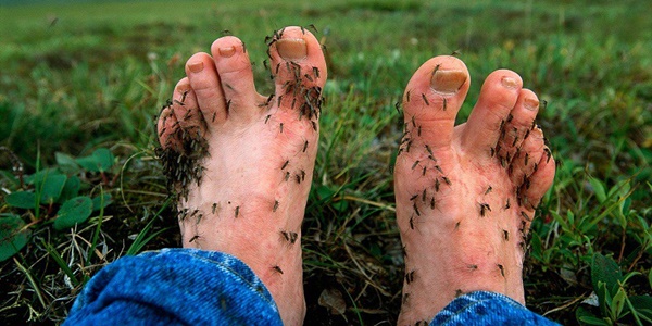 Cảnh báo: Phát hiện loại virus gây sưng màng não lây qua đường muỗi đốt-3