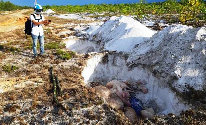 Muốn được tiêu hủy lợn bệnh, người nuôi phải đóng phí-1