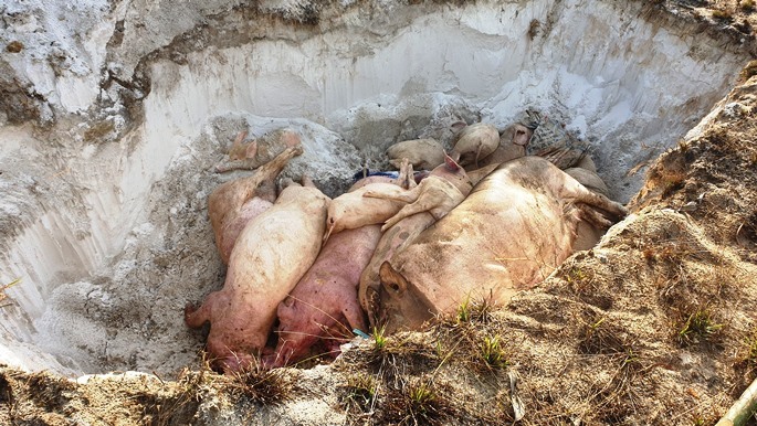 Muốn được tiêu hủy lợn bệnh, người nuôi phải đóng phí-2