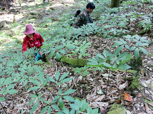 Hơn trăm nghìn một hạt bé tẹo, muốn mua cũng khó-4