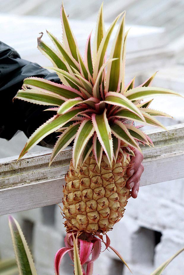 Quả dứa có giá hơn 300 triệu, bán thương hiệu hay thực sự có giá trị?-2