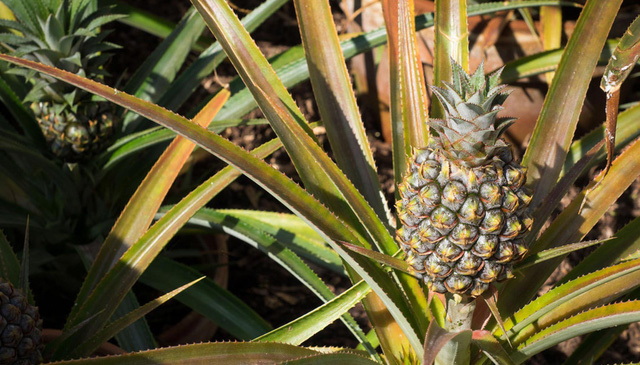 Quả dứa có giá hơn 300 triệu, bán thương hiệu hay thực sự có giá trị?-3