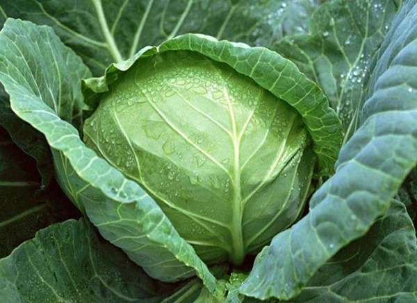 4 loại rau xanh chống ung thư cực chuẩn, vừa ngon vừa rẻ nhưng nhiều người Việt vẫn bỏ qua-1