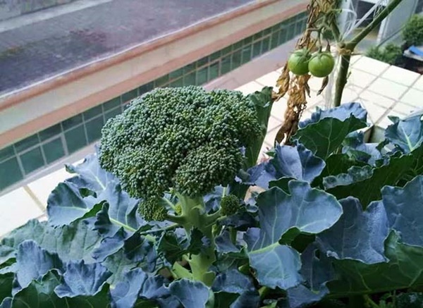 4 loại rau xanh chống ung thư cực chuẩn, vừa ngon vừa rẻ nhưng nhiều người Việt vẫn bỏ qua-2