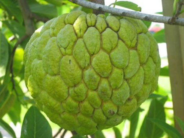 9 loại trái cây không hạt từng làm mưa làm gió cho thu lời khủng-1