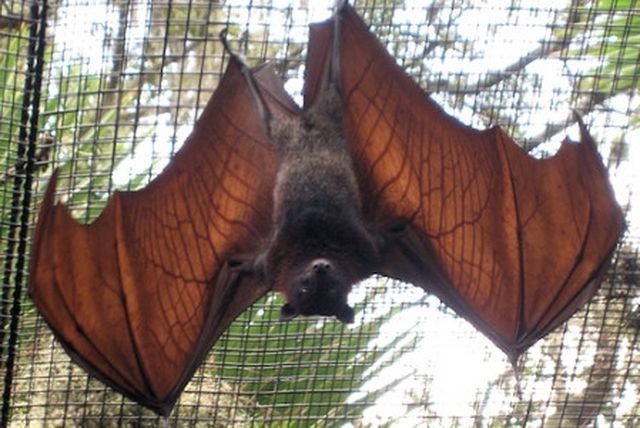 Những sản vật tiến Vua bình dân nhưng ngon nức tiếng của người Việt xưa-2