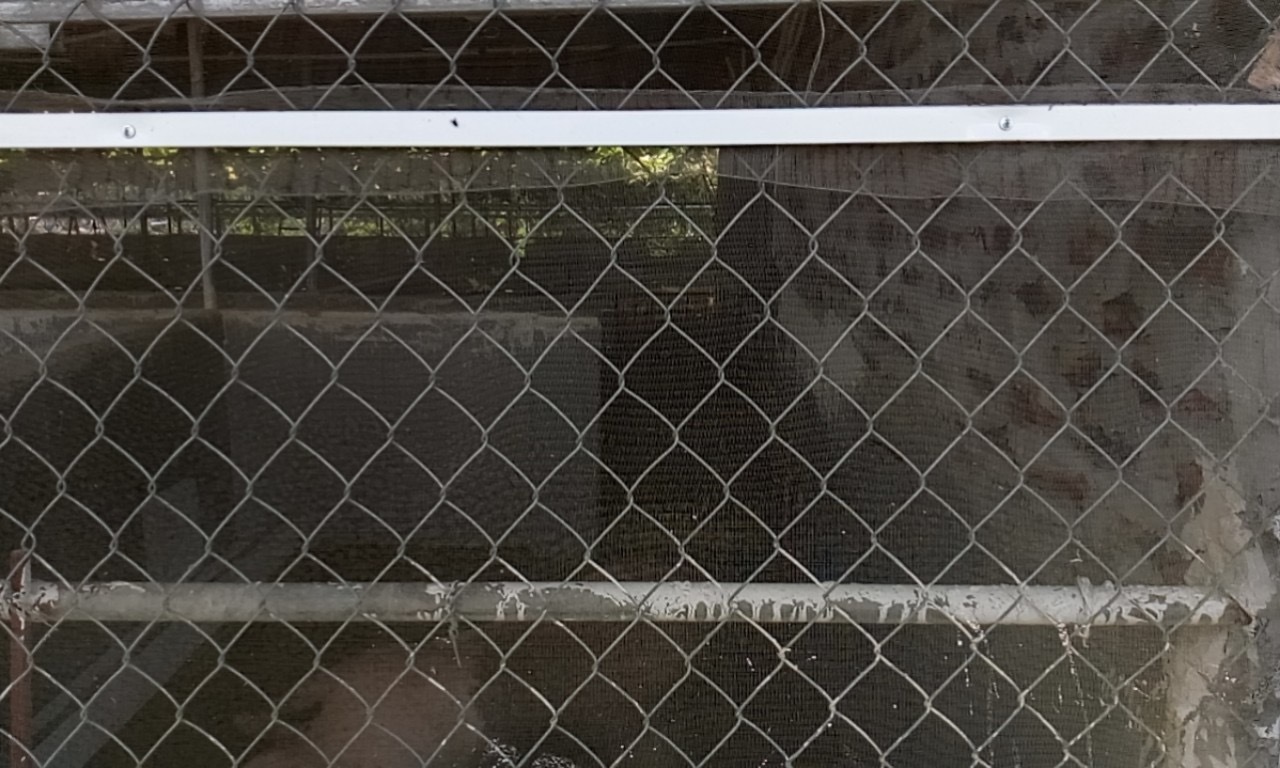 Mắc màn cho lợn, đàn heo hiếm hoi thoát kiếp nạn chết triệu con-1