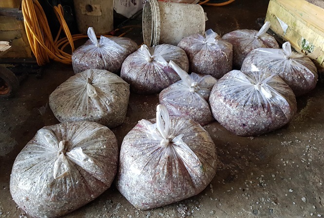 Bí ẩn những thương lái đi mua vảy cá-1