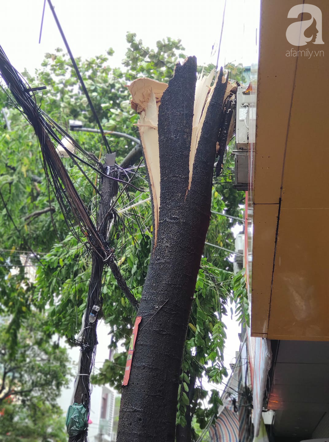 Hà Nội mưa rất to, cây cối bị gió quật ngã nằm la liệt, nhiều nơi ngập nặng sau bão Wipha-1