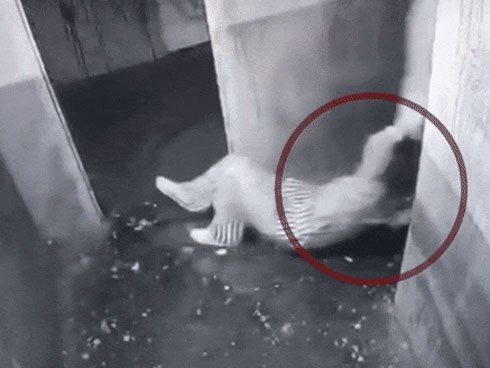 Cô gái TQ được bạn kéo lê trốn tên sát nhân trong trò Escape Room