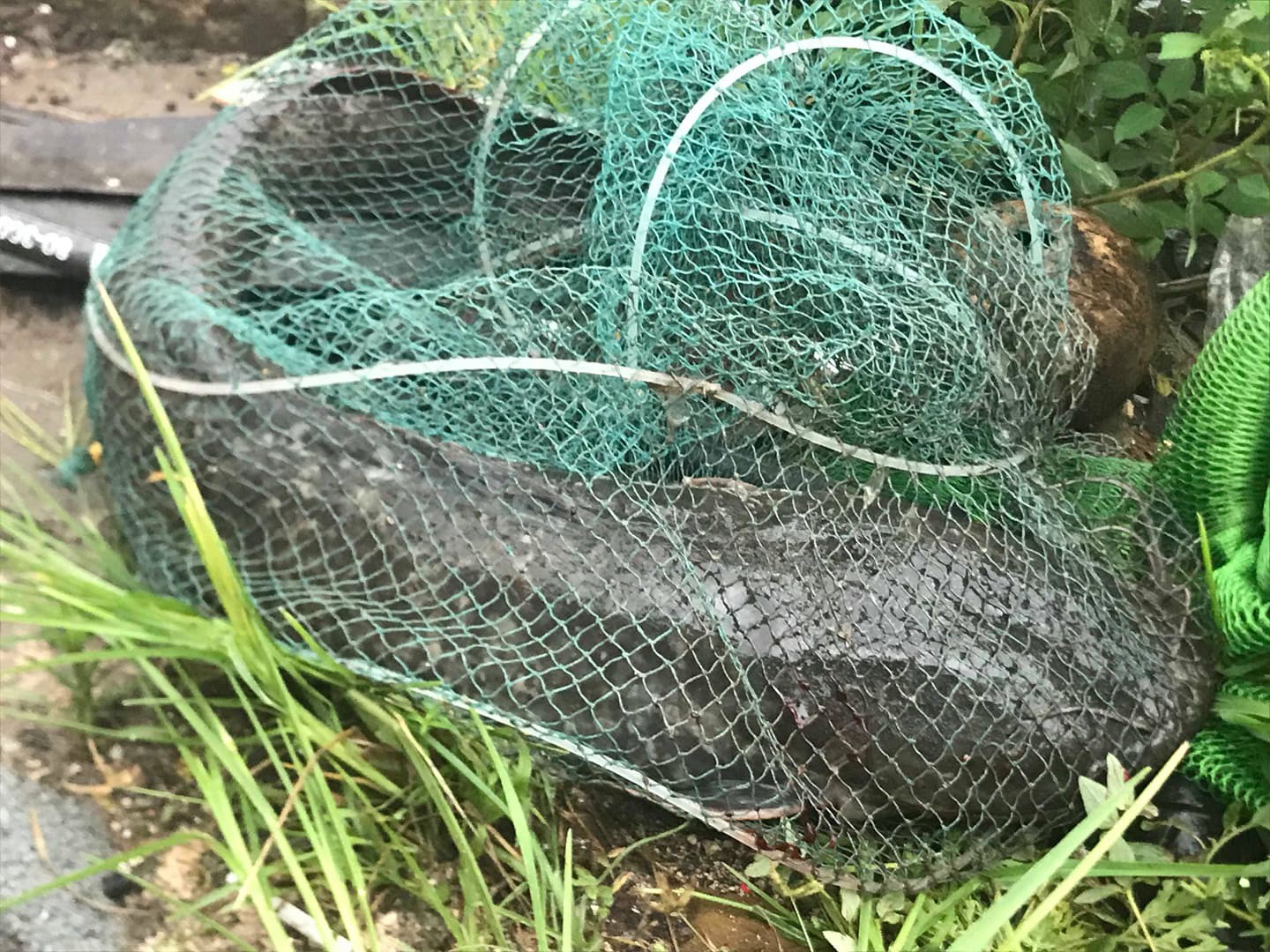 Hà Nội mưa như trút nước, người khốn khổ tát nước từ nhà ra sân, người hăng hái ra kênh bắt cá-15