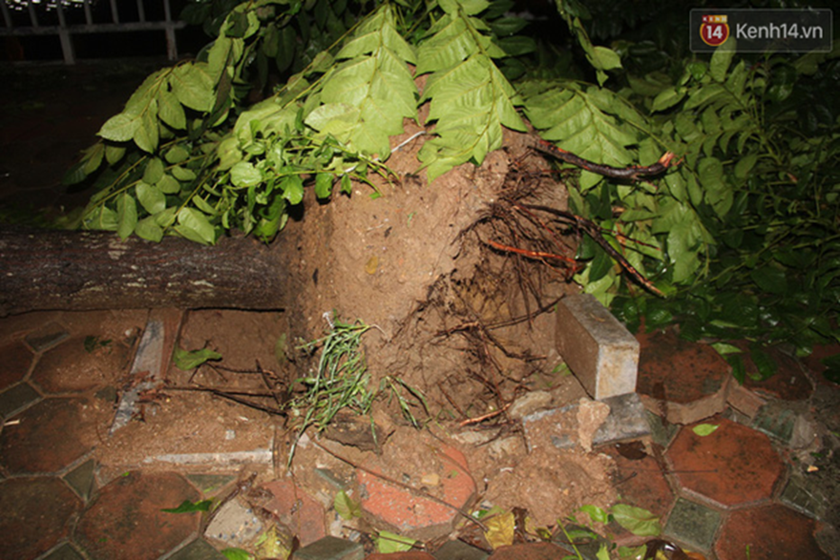 Mưa lớn khiến cây xanh tại Hà Nội đổ gục hàng loạt, dây điện chằng chịt trên vỉa hè-17