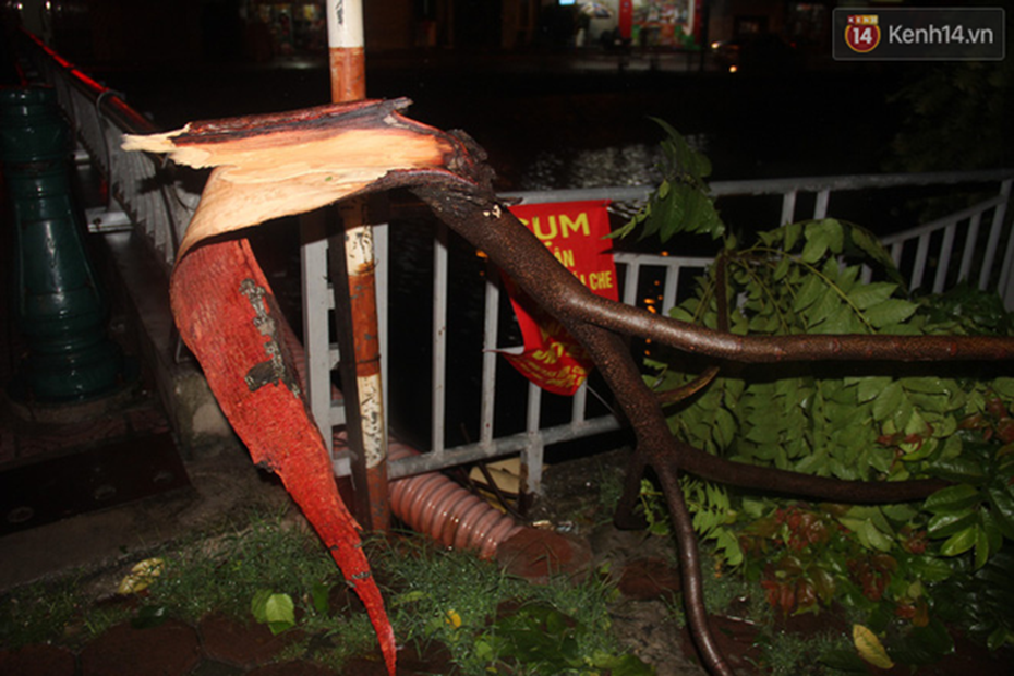 Mưa lớn khiến cây xanh tại Hà Nội đổ gục hàng loạt, dây điện chằng chịt trên vỉa hè-19