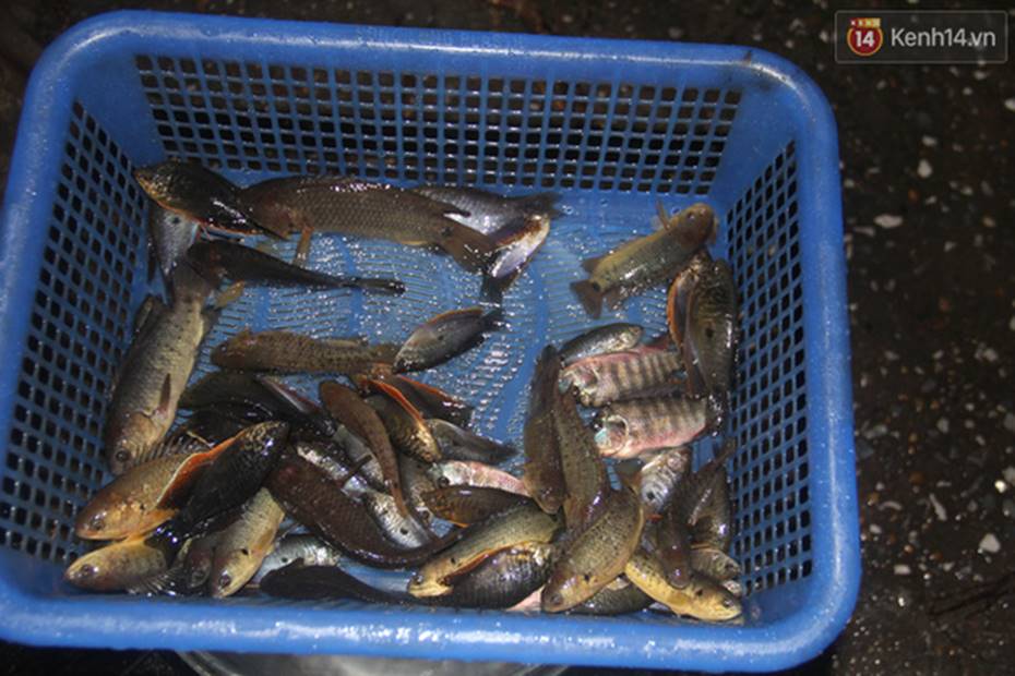 Người Hà Nội mang rổ ra giữa đường phố bắt hàng kg cá trong đêm mưa gió-11