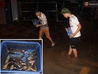 Người Hà Nội mang rổ ra giữa đường phố bắt hàng kg cá trong đêm mưa gió