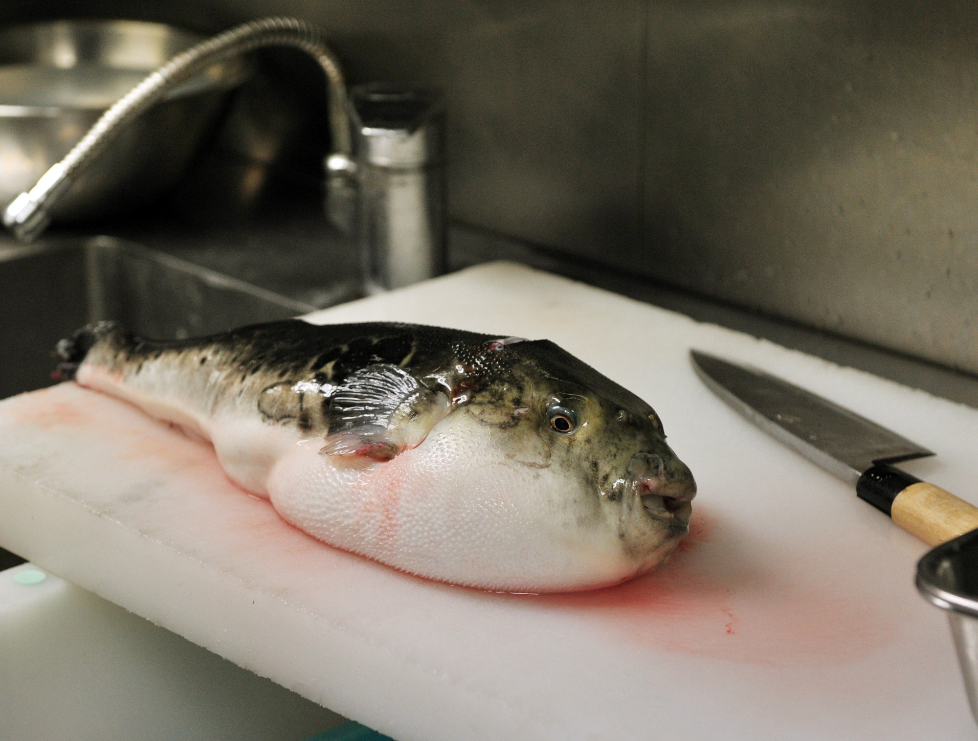 7,5 triệu đồng/100g thịt, ai mà ngờ loại cá vừa xấu xí vừa cực độc này lại đáng giá ở Nhật Bản đến thế-6