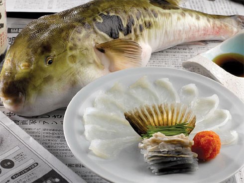 7,5 triệu đồng/100g thịt, ai mà ngờ loại cá vừa xấu xí vừa cực độc này lại đáng giá ở Nhật Bản đến thế
